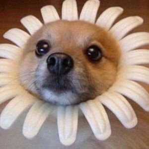 Meet your Posher, Josie